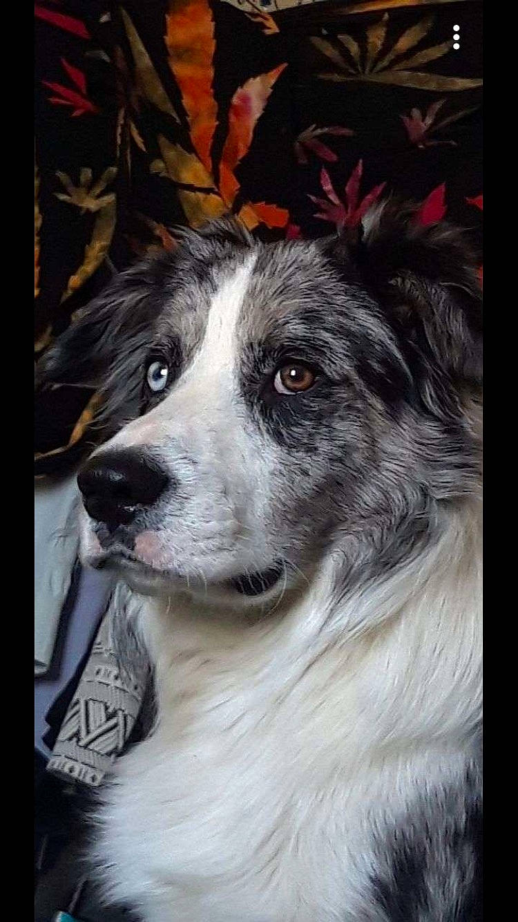 Nesta a rejoint le concours — aidez-le/la à gagner de superbes lots ! ancient_dog_breeds, art, canidae, carnivore, companion_dog, dog, dog_breed, drawing, firefighter, fur, herding_dog, illustration, painting, picture_frame, puppy, sporting_group, visual_arts, whiskers, working_animal, working_dog