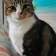 Arrow a rejoint le concours — aidez-le/la à gagner de superbes lots ! cat, tabby, white_chest, indoor, pet, animal, curious, close_up, bed, quilt, striped, fur, whiskers, ears, face, eyes, nose, background, decor, posing