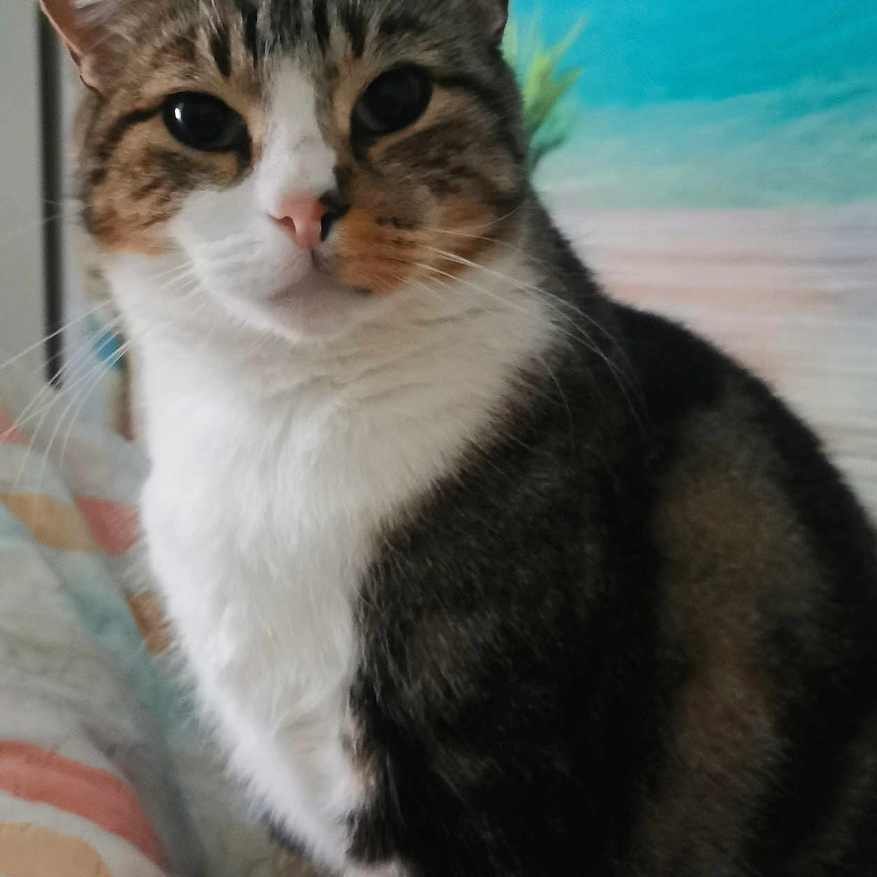 Arrow a rejoint le concours — aidez-le/la à gagner de superbes lots ! animal, background, bed, cat, close_up, curious, decor, ears, eyes, face, fur, indoor, nose, pet, posing, quilt, striped, tabby, whiskers, white_chest