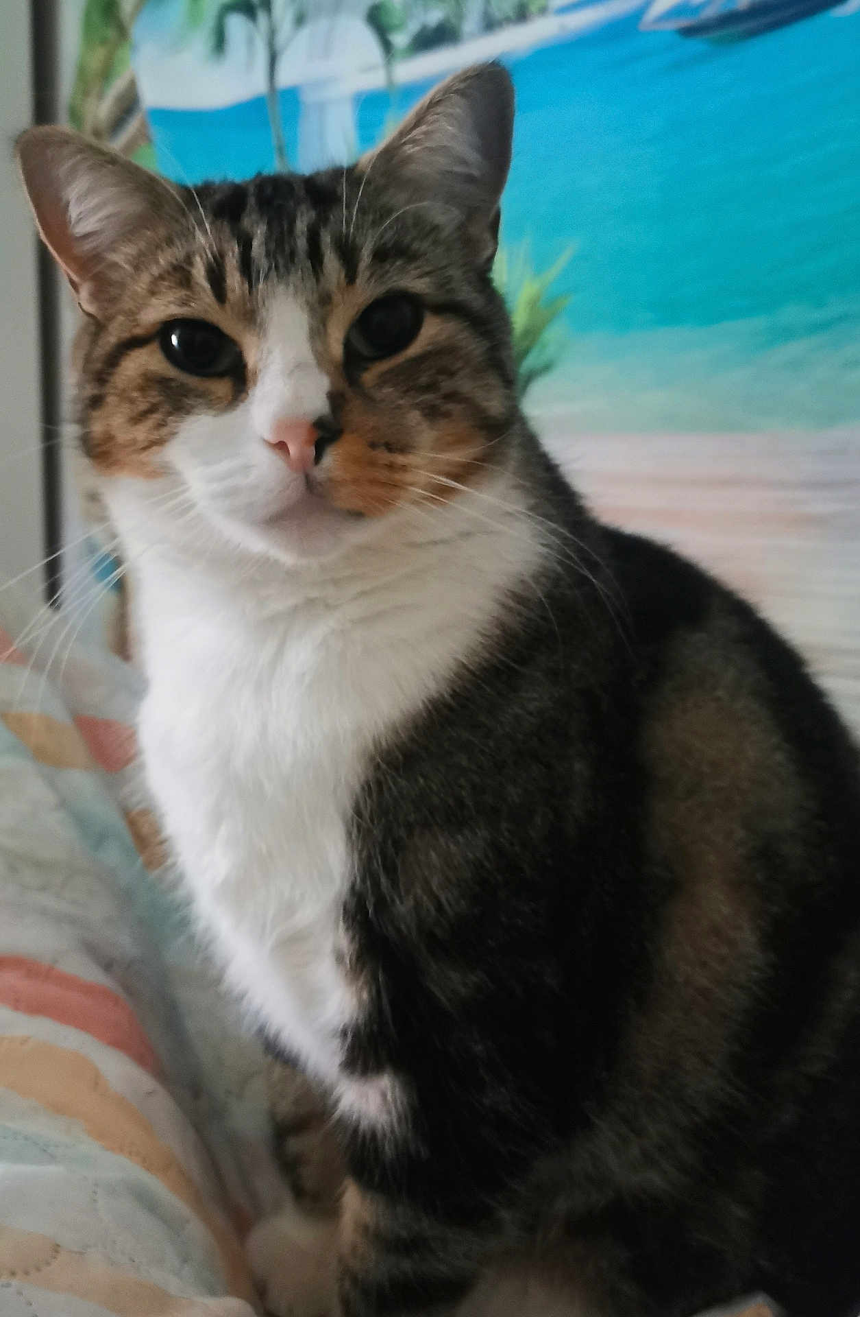 Arrow a rejoint le concours — aidez-le/la à gagner de superbes lots ! cat, tabby, white_chest, indoor, pet, animal, curious, close_up, bed, quilt, striped, fur, whiskers, ears, face, eyes, nose, background, decor, posing