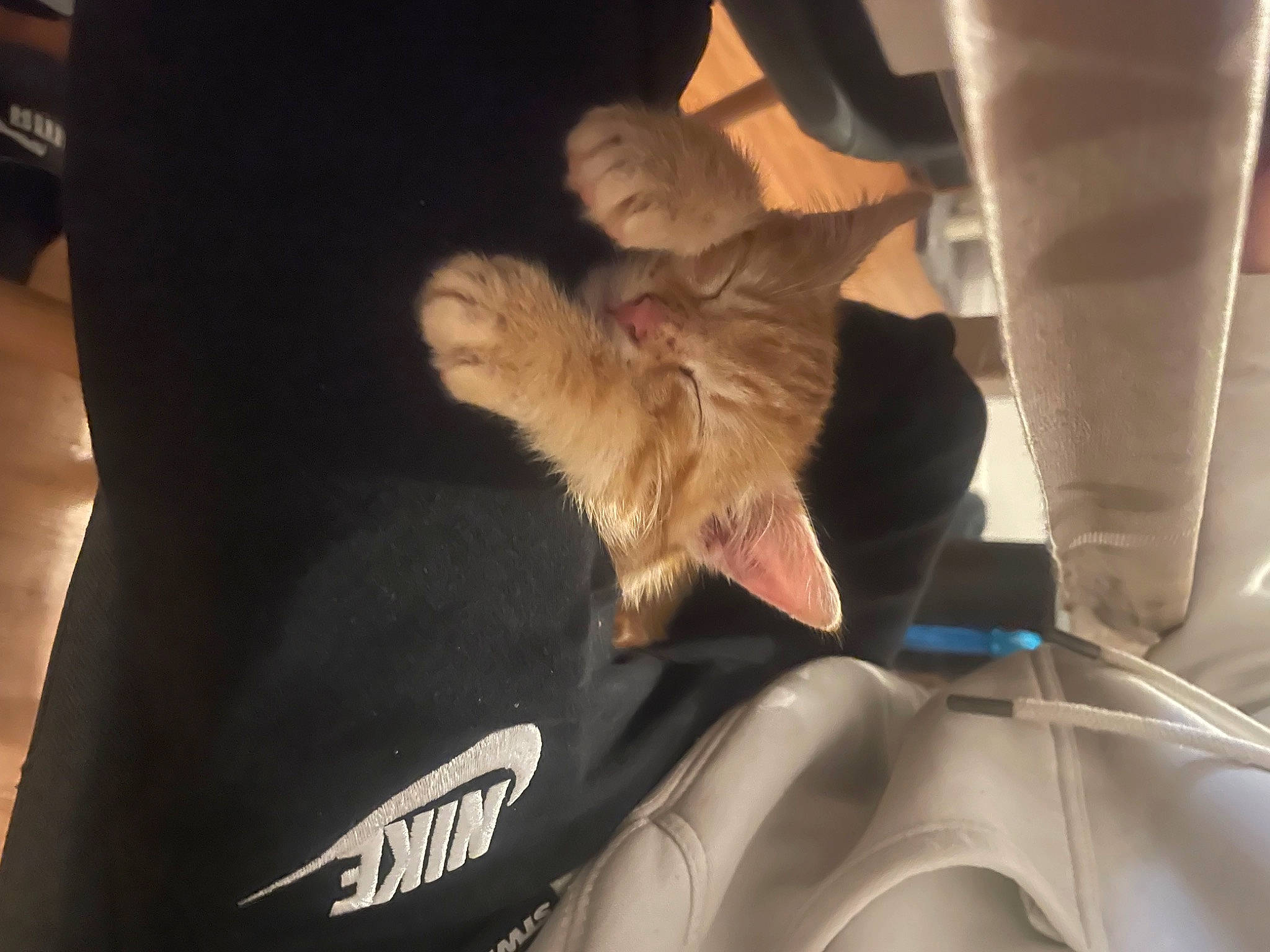 Rouky participe au concours pour gagner de l'argent avec cette photo : auto_part, car_seat, carnivore, comfort, companion_dog, dog_breed, fawn, felidae, fur, gesture, human_leg, paw, personal_luxury_car, small_to_medium_sized_cats, tail, toy_dog, vehicle, vehicle_door, whiskers, windshield