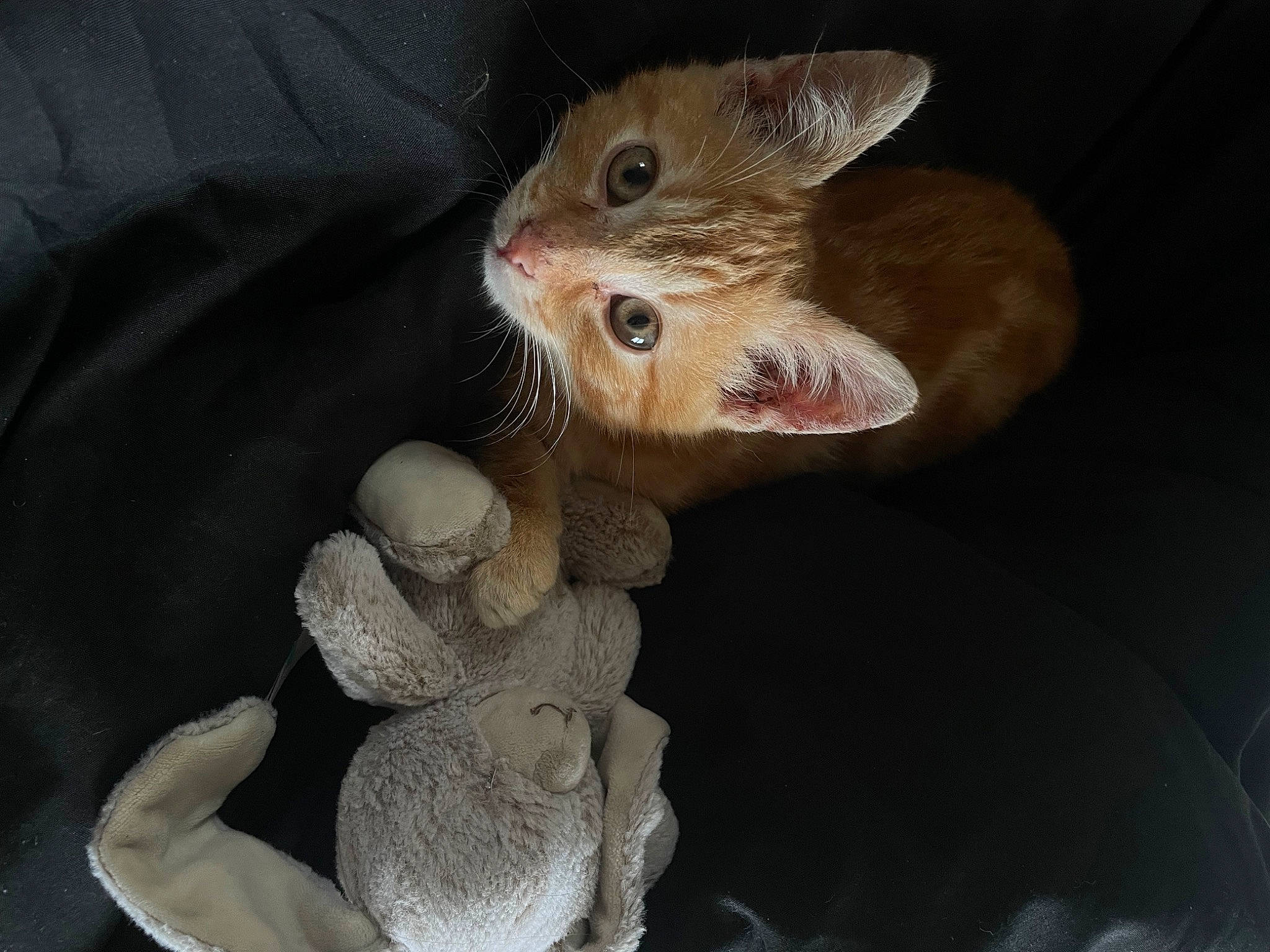 Rouky a rejoint le concours — aidez-le/la à gagner de superbes lots ! carnivore, cat, claw, domestic_short_haired_cat, fawn, felidae, foot, fur, nail, paw, small_to_medium_sized_cats, tail, terrestrial_animal, whiskers