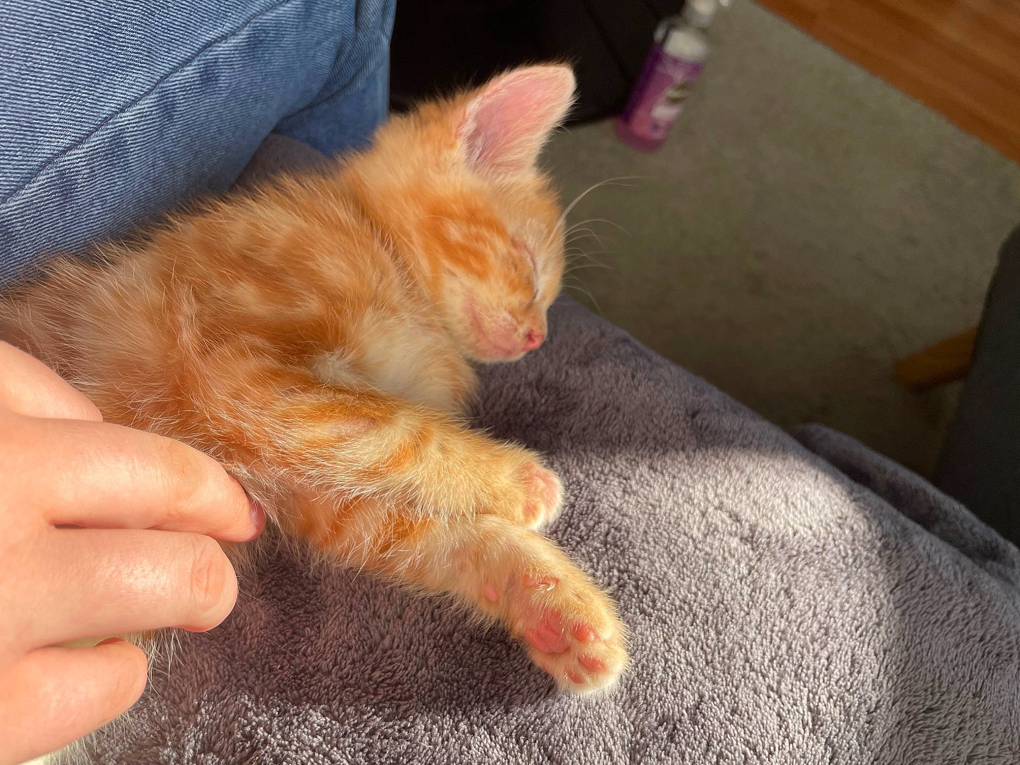 Rouky a rejoint le concours — aidez-le/la à gagner de superbes lots ! carnivore, cat, claw, comfort, domestic_short_haired_cat, fawn, felidae, flooring, foot, fur, human_leg, nail, nap, paw, road_surface, small_to_medium_sized_cats, snout, tail, whiskers, wood