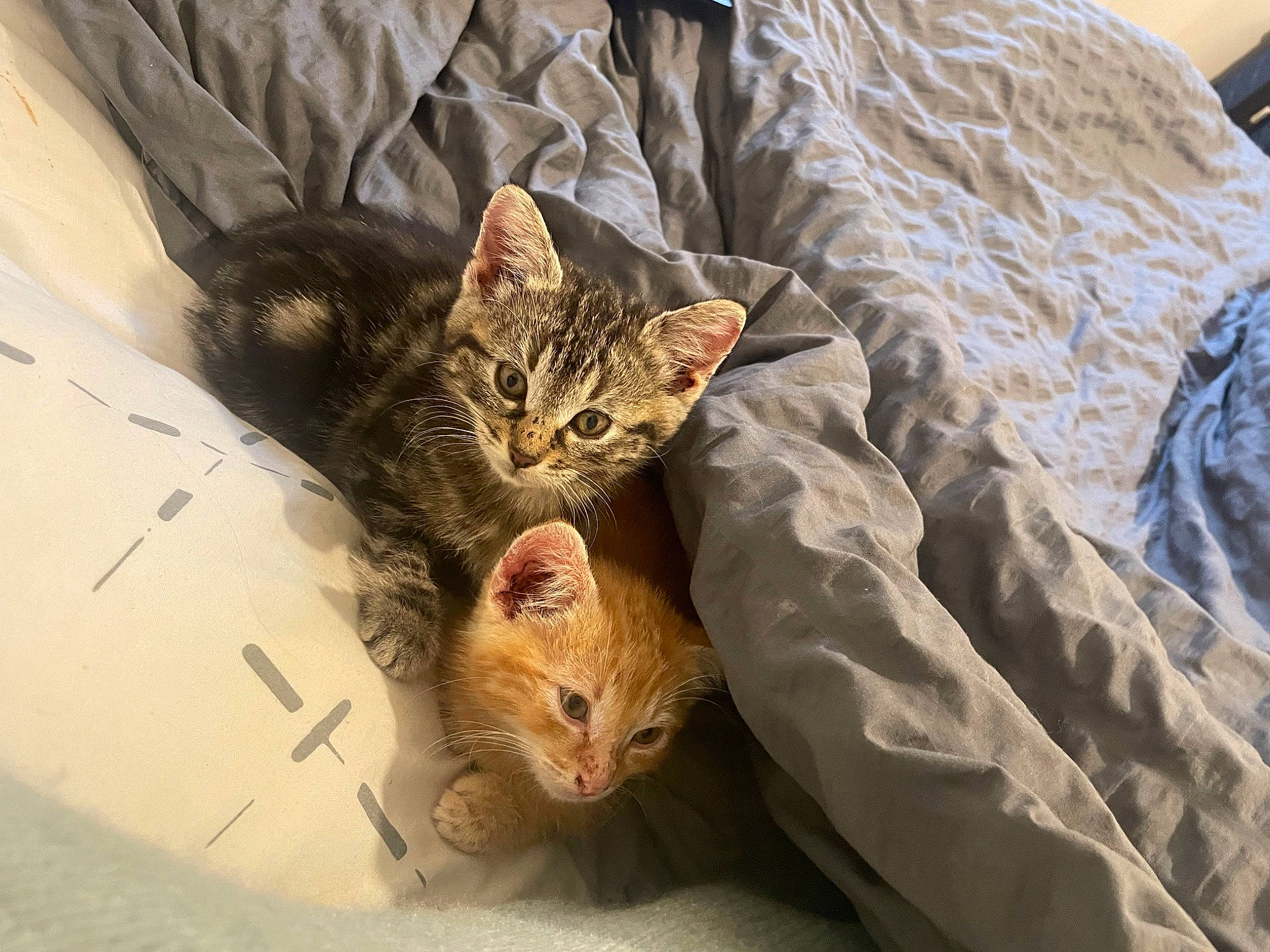 Talia a rejoint le concours — aidez-le/la à gagner de superbes lots ! bed, carnivore, cat, claw, comfort, domestic_short_haired_cat, eye, fawn, felidae, fur, grass, linens, paw, sand, small_to_medium_sized_cats, tail, terrestrial_animal, textile, whiskers, wildlife