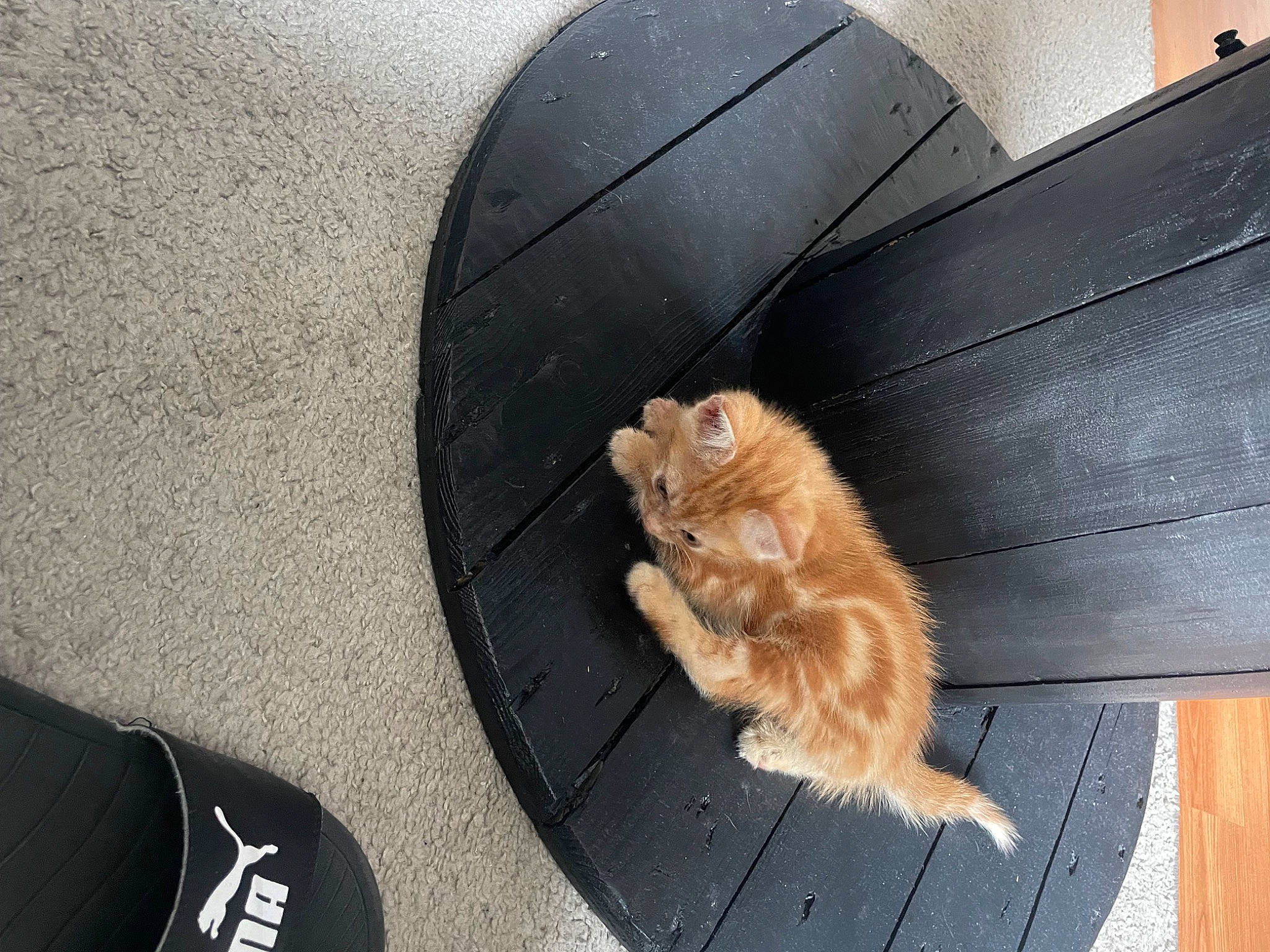 Talia participe au concours pour gagner de l'argent avec cette photo : asphalt, automotive_exterior, automotive_lighting, automotive_tire, carnivore, cat, fawn, felidae, fender, floor, flooring, fur, hood, paw, road_surface, small_to_medium_sized_cats, tail, vehicle_door, whiskers, wood