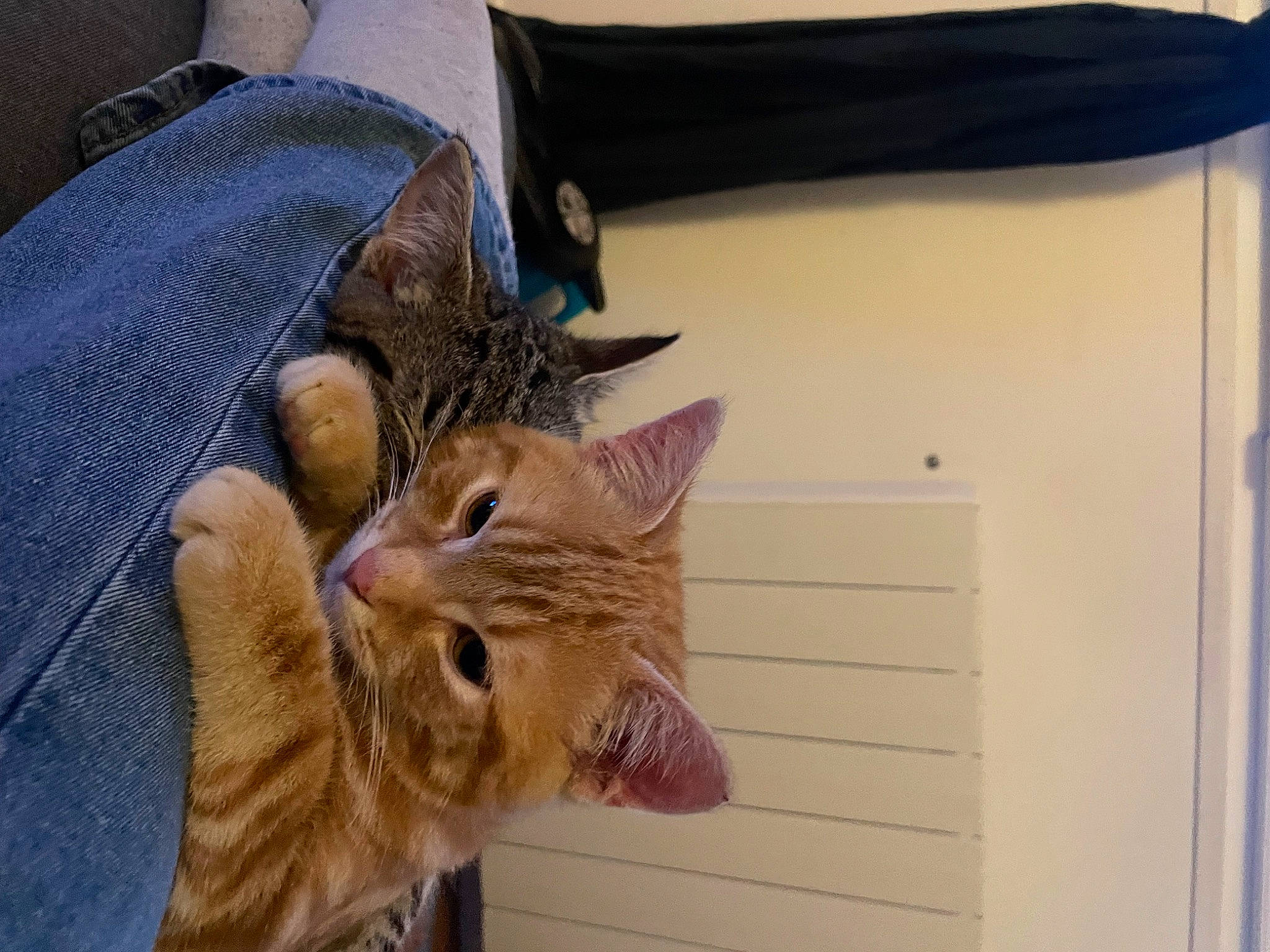 Talia participe au concours pour gagner de l'argent avec cette photo : carnivore, cat, claw, comfort, denim, domestic_short_haired_cat, ear, fawn, felidae, fur, gesture, human_leg, small_to_medium_sized_cats, tail, tree, whiskers, wood