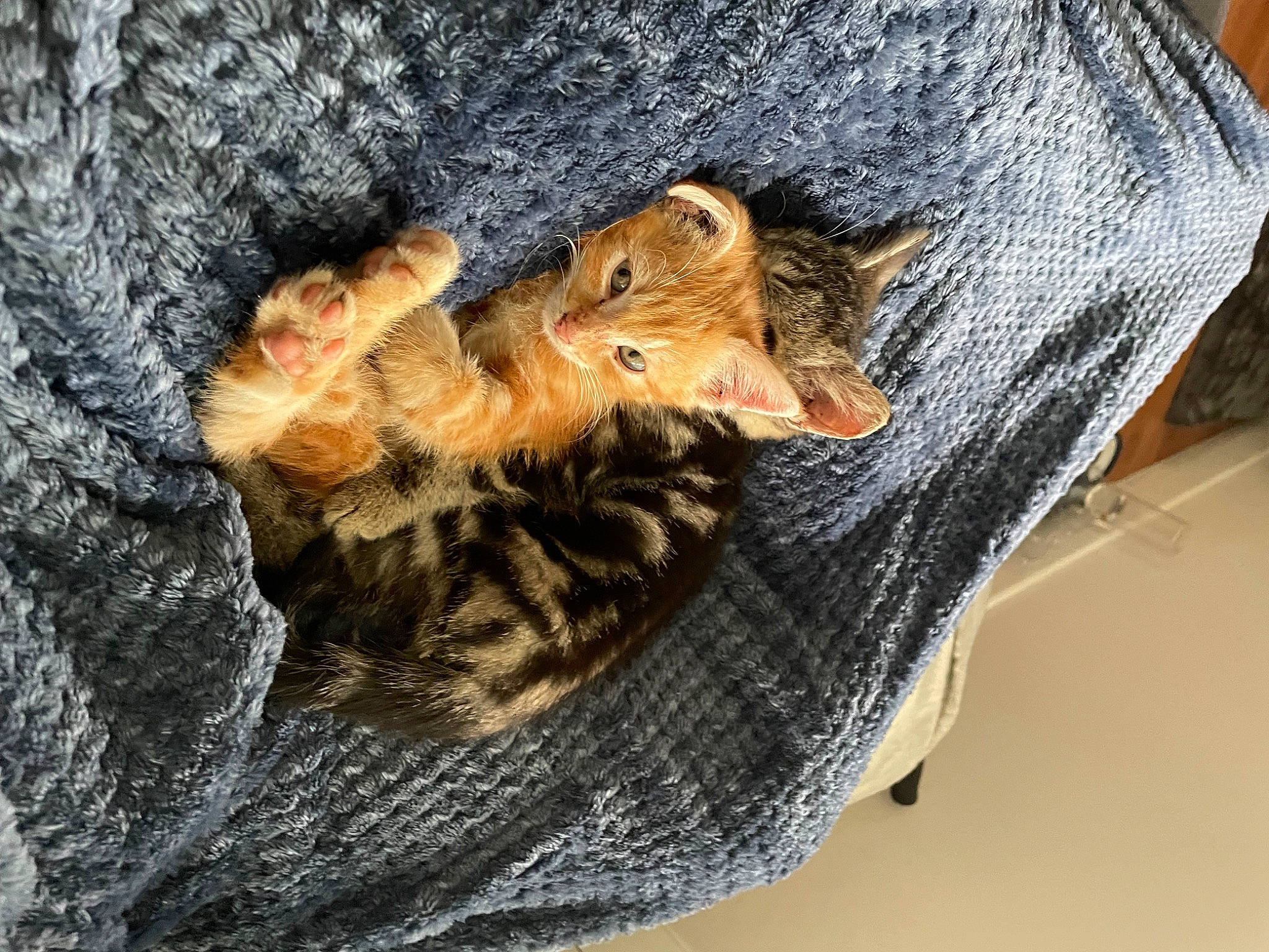 Talia a rejoint le concours — aidez-le/la à gagner de superbes lots ! cat, claw, domestic_short_haired_cat, fashion_accessory, fawn, felidae, fur, hat, rodent, small_to_medium_sized_cats, snout, tail, terrestrial_animal, thread, toy, tree, trunk, whiskers, wildlife, wood