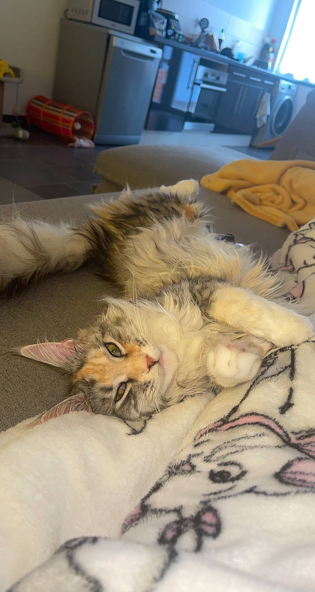 Reina a rejoint le concours — aidez-le/la à gagner de superbes lots ! art, carnivore, cat, claw, comfort, domestic_short_haired_cat, fawn, felidae, floor, flooring, fur, linens, nap, paw, picture_frame, room, sleep, small_to_medium_sized_cats, tail, whiskers