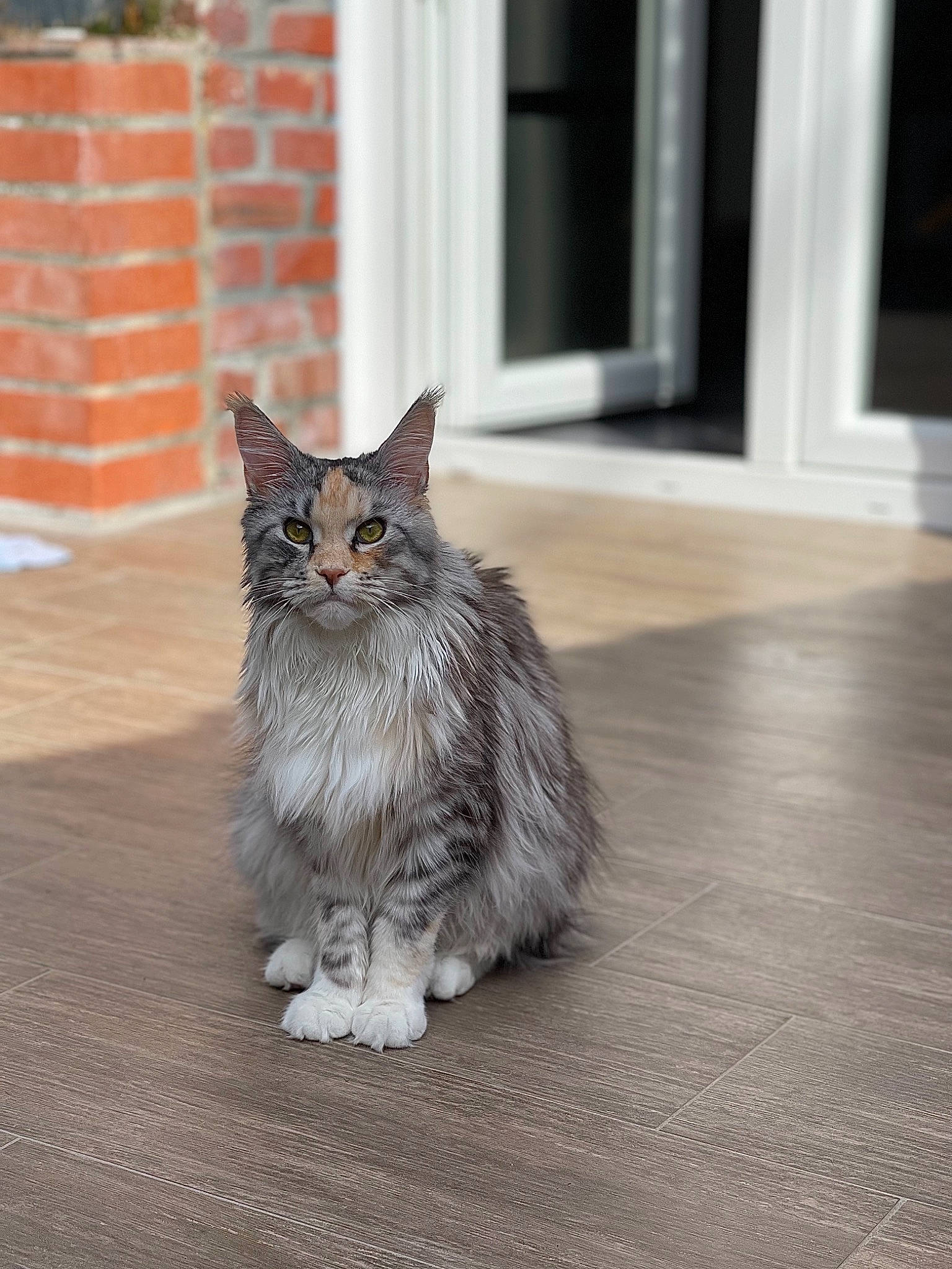 Reina participe au concours pour gagner de l'argent avec cette photo : british_longhair, carnivore, cat, domestic_short_haired_cat, door, felidae, floor, flooring, fur, grey, hardwood, paw, road_surface, sitting, small_to_medium_sized_cats, snout, tail, whiskers, window, wood