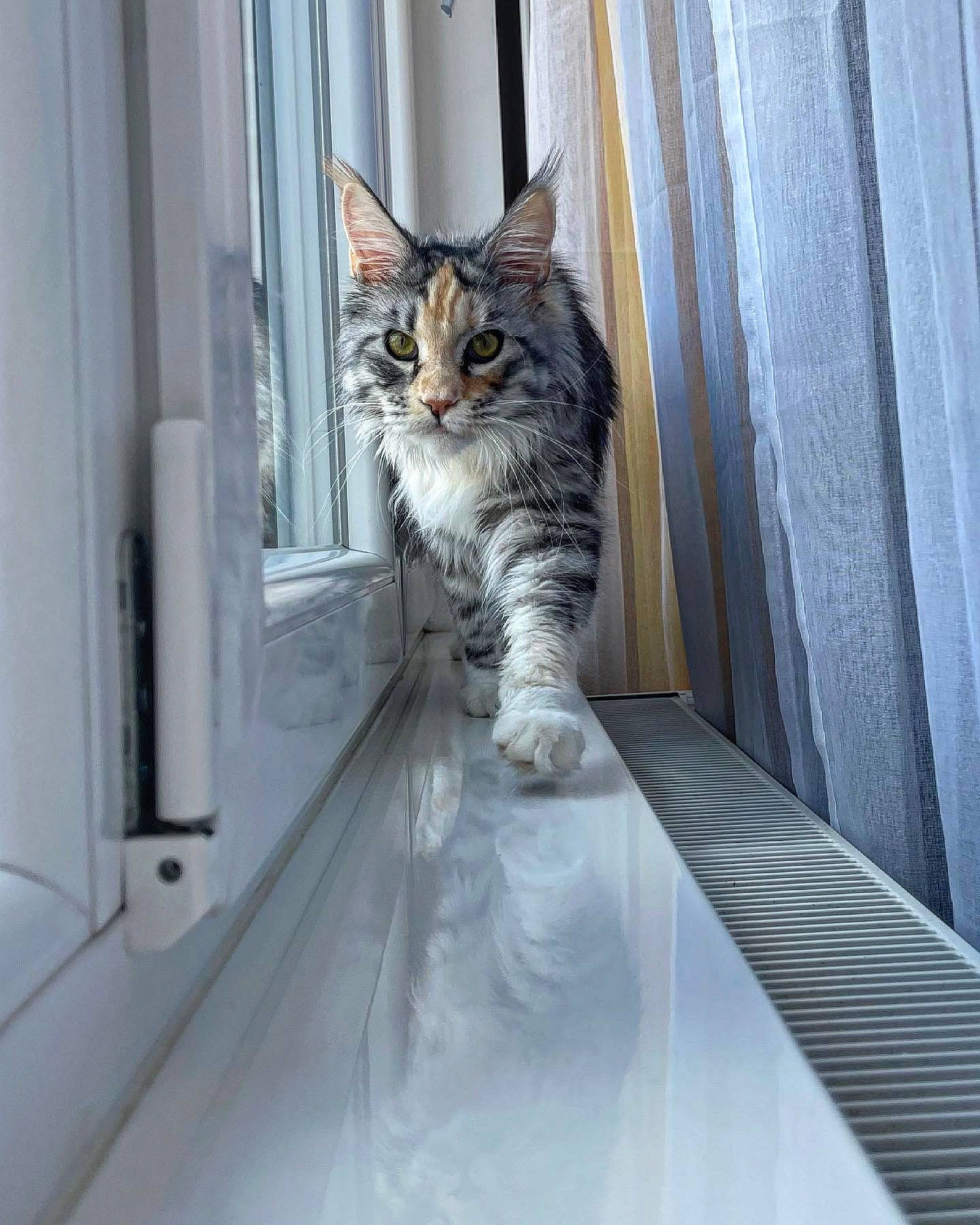 Reina a rejoint le concours — aidez-le/la à gagner de superbes lots ! carnivore, cat, domestic_short_haired_cat, door, felidae, fur, grey, machine, paw, sitting, small_to_medium_sized_cats, snout, stairs, tail, tree, whiskers, window, wood