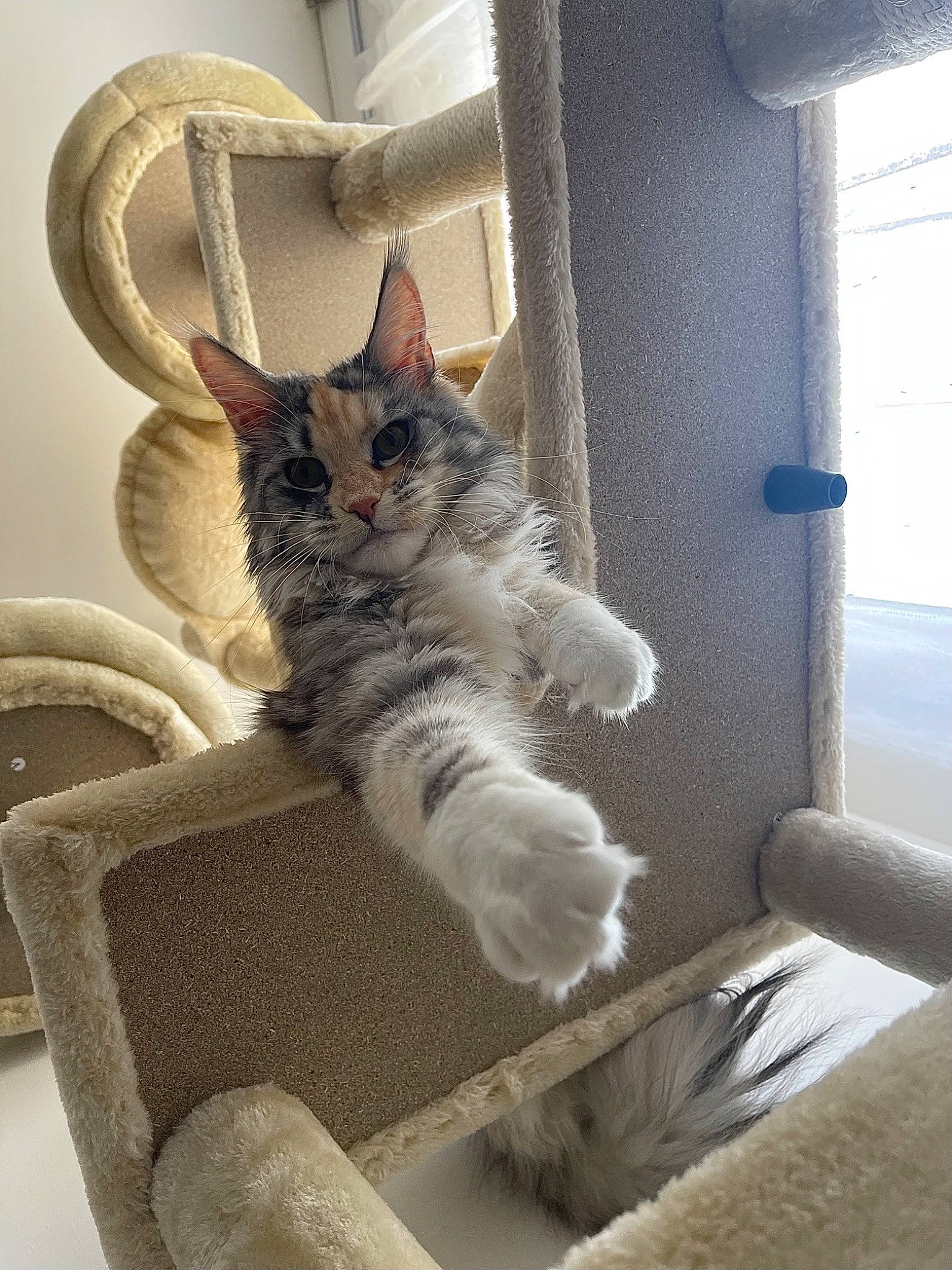 Reina a rejoint le concours — aidez-le/la à gagner de superbes lots ! carnivore, cat, chair, comfort, domestic_short_haired_cat, door, fawn, felidae, fur, grey, paw, room, shelf, sitting, small_to_medium_sized_cats, stairs, tail, whiskers, window, wood