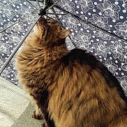 Crapule participe au concours pour gagner de l'argent avec cette photo : cat, tabby, fluffy, umbrella, patterned_umbrella, indoor, carpet, brown, black, striped, pet, animal, curious, sniffing, feline, closeup, side_view, sunlight, shadow, metal
