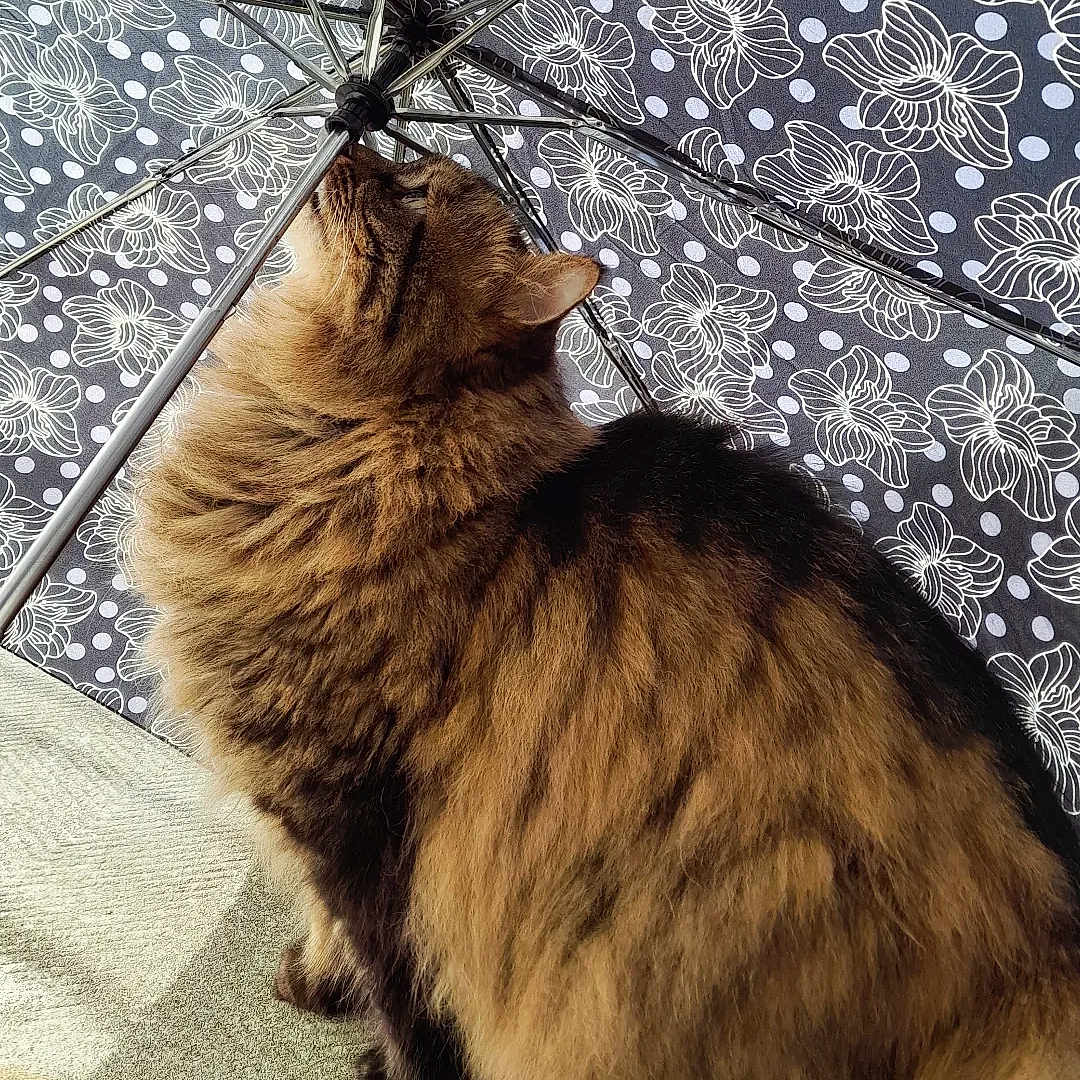 Crapule participe au concours pour gagner de l'argent avec cette photo : animal, black, brown, carpet, cat, closeup, curious, feline, fluffy, indoor, metal, patterned_umbrella, pet, shadow, side_view, sniffing, striped, sunlight, tabby, umbrella