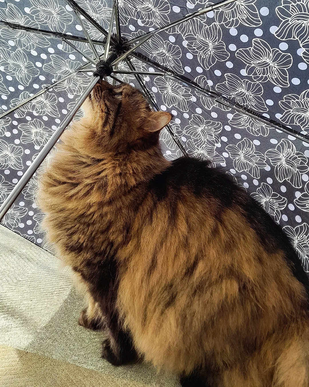 Crapule participe au concours pour gagner de l'argent avec cette photo : cat, tabby, fluffy, umbrella, patterned_umbrella, indoor, carpet, brown, black, striped, pet, animal, curious, sniffing, feline, closeup, side_view, sunlight, shadow, metal