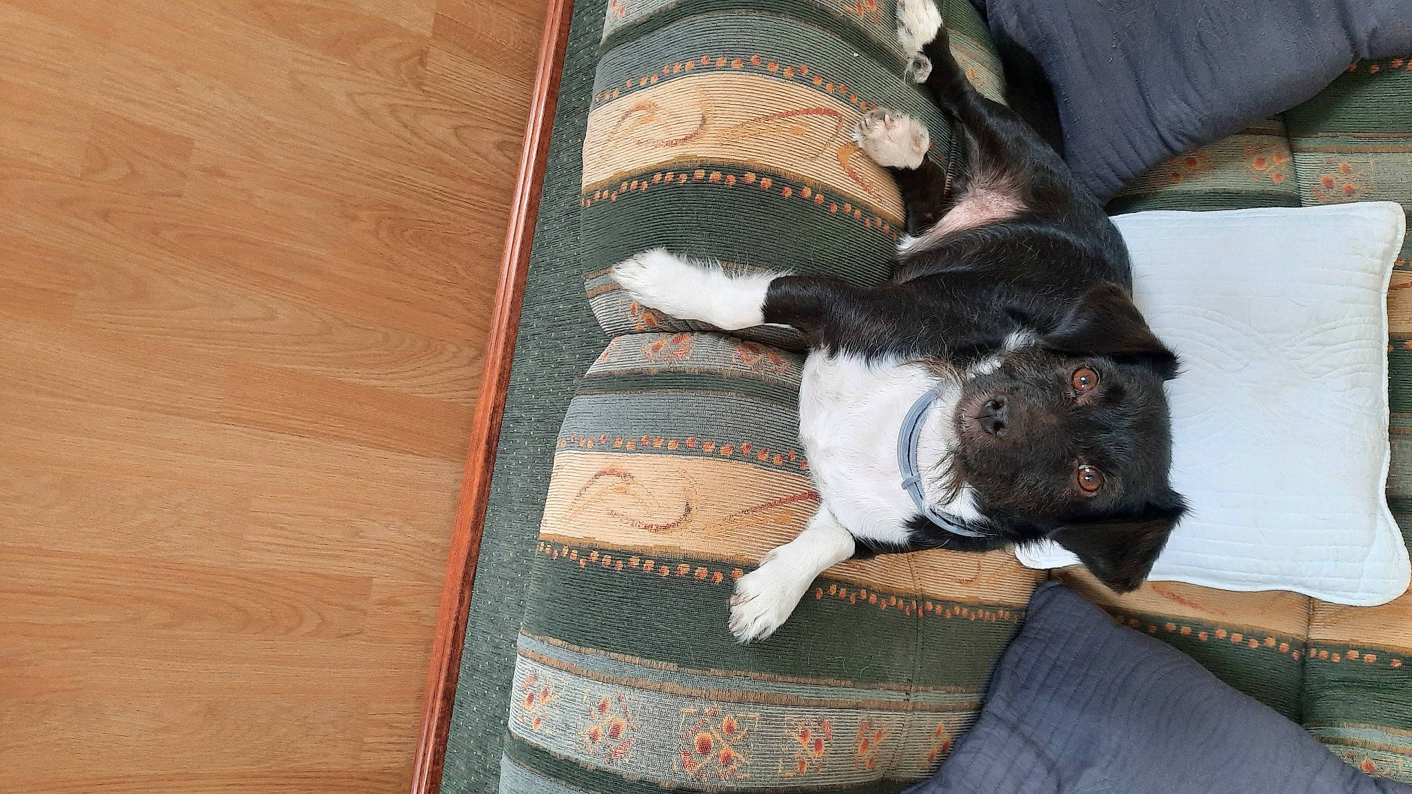 Lucky a rejoint le concours — aidez-le/la à gagner de superbes lots ! bag, carnivore, comfort, companion_dog, couch, dog, dog_breed, fawn, felidae, fur, linens, small_to_medium_sized_cats, stuffed_toy, tail, textile, thread, toy_dog, wood, wool, woolen