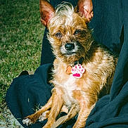 Jai joined the competition — help win amazing prizes! dog, small_dog, scruffy_dog, portrait, sitting, outdoor, grass, lap, collar, pet_tag, paw_pendant, brown_fur, pointed_ears, long_hair, animal_face, staring, sunlight, blanket, backyard, photography