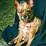 dog, small_dog, scruffy_dog, portrait, sitting, outdoor, grass, lap, collar, pet_tag, paw_pendant, brown_fur, pointed_ears, long_hair, animal_face, staring, sunlight, blanket, backyard, photography