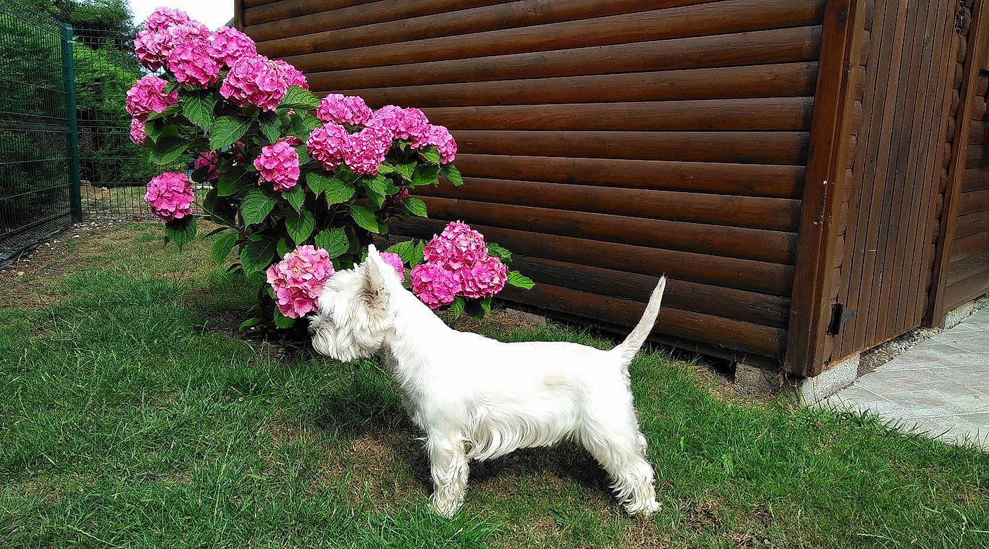Iollan a rejoint le concours — aidez-le/la à gagner de superbes lots ! annual_plant, carnivore, companion_dog, dog, dog_breed, flower, flowering_plant, garden, grass, livestock, petal, plant, rose_family, rose_order, shrub, tail, terrier, wood, working_animal, yard