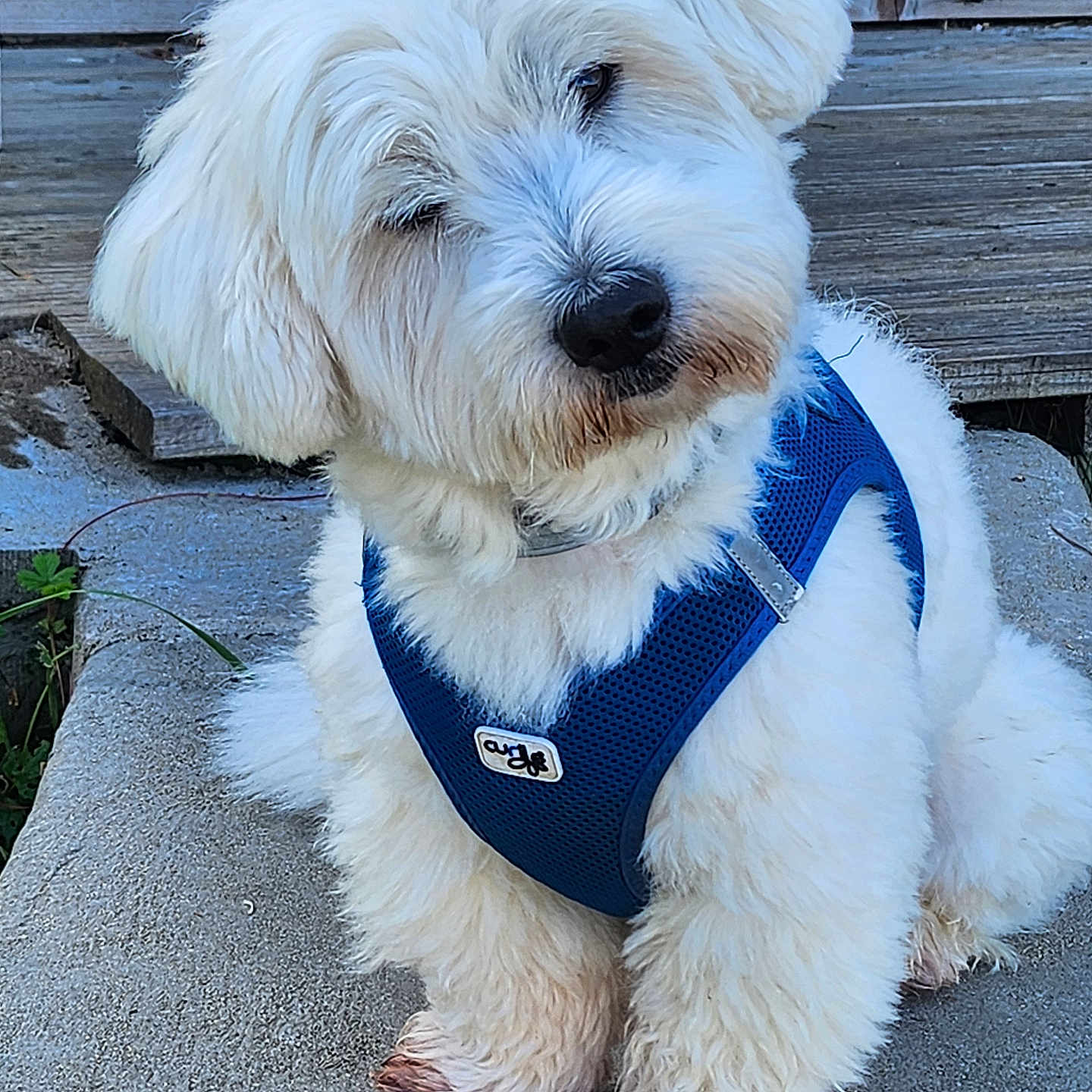 Rio a rejoint le concours — aidez-le/la à gagner de superbes lots ! dog, white_dog, fluffy, pet, harness, blue_harness, sitting, outdoor, concrete, wooden_background, curious, head_tilt, paws, dirty_paws, fur, animal, canine, companion, cute, portrait