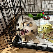 Asko a rejoint le concours — aidez-le/la à gagner de superbes lots ! puppy, dog, crate, metal_bars, blue_eyes, chewing, playful, toy, blanket, wooden_floor, indoor, pet, fur, cute, animal, young_dog, cage, home, curious, mischievous