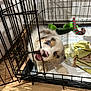 puppy, dog, crate, metal_bars, blue_eyes, chewing, playful, toy, blanket, wooden_floor, indoor, pet, fur, cute, animal, young_dog, cage, home, curious, mischievous