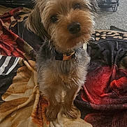 Benny joined the competition — help win amazing prizes! dog, small_dog, pet, blanket, indoor, crate, curious, cute, fur, collar, carpet, animal, companion, looking_up, head_tilt, canine, domestic_animal, friend, floor, resting