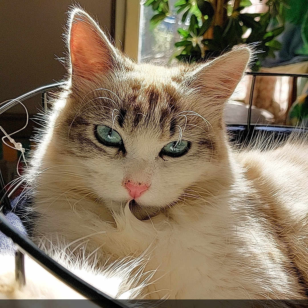 Uma participe au concours pour gagner de l'argent avec cette photo : abyssinian, angora, animal, art, cat, collage, computerhardware, electronics, furniture, hardware, kitten, manx, monitor, pet, plant, plywood, pottedplant, screen, siamese, wood
