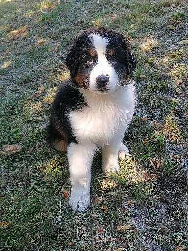 Talya participe au concours pour gagner de l'argent avec cette photo : australian_collie, carnivore, companion_dog, dog, dog_breed, grass, herding_dog, plant, puppy, sporting_group, terrestrial_animal, working_animal, working_dog