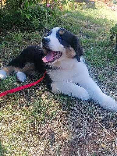Talya participe au concours pour gagner de l'argent avec cette photo : canidae, carnivore, collar, companion_dog, dog, dog_breed, grass, herding_dog, hunting_dog, paw, plant, smile, snout, soil, sporting_group, tail, tree, working_dog, yard