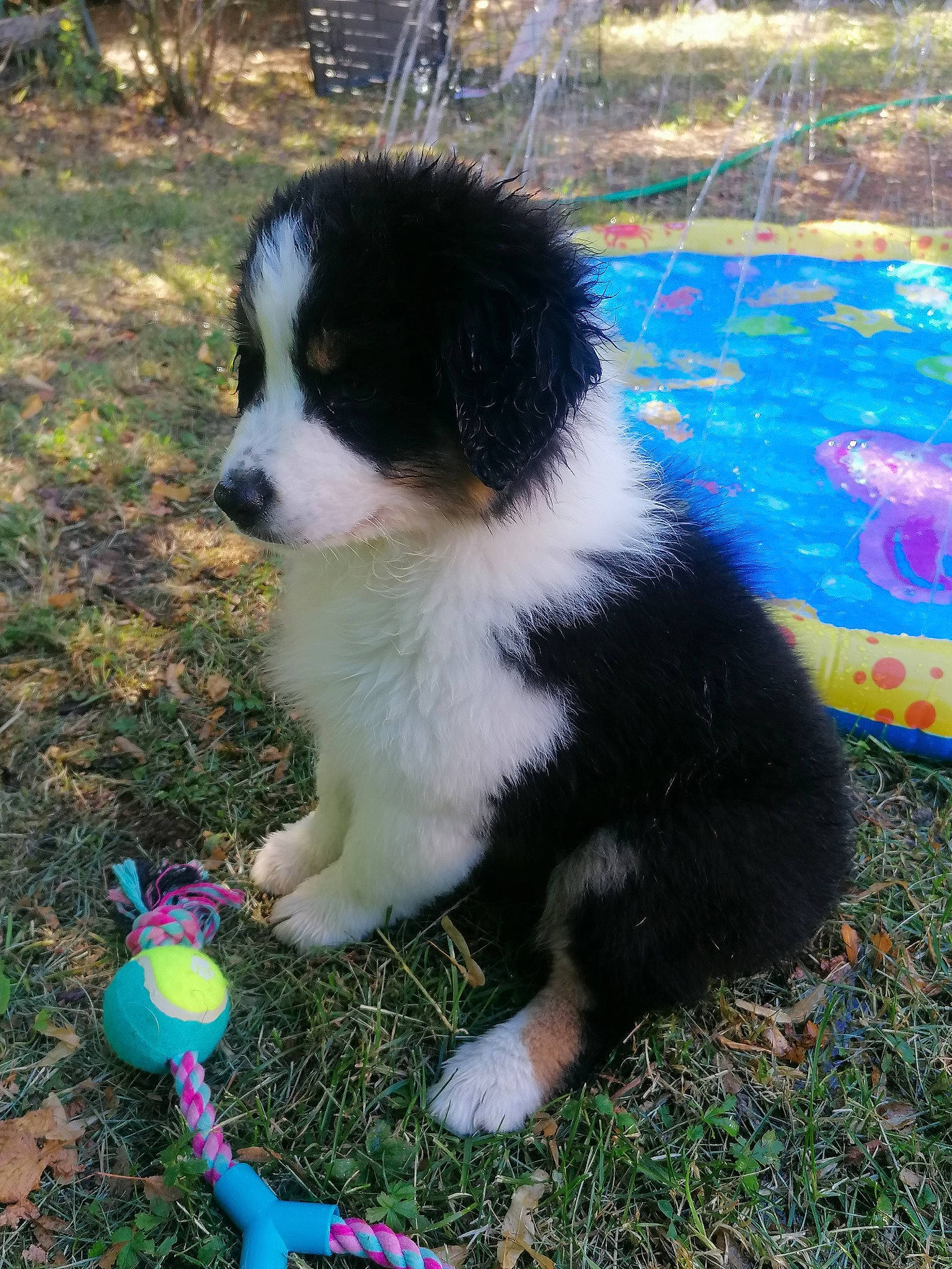 Talya participe au concours pour gagner de l'argent avec cette photo : carnivore, companion_dog, dog, dog_breed, dog_supply, fur, grass, herding_dog, miniature_australian_shepherd, non_sporting_group, party_supply, plant, tail, terrestrial_animal, toy, toy_dog, working_animal, working_dog