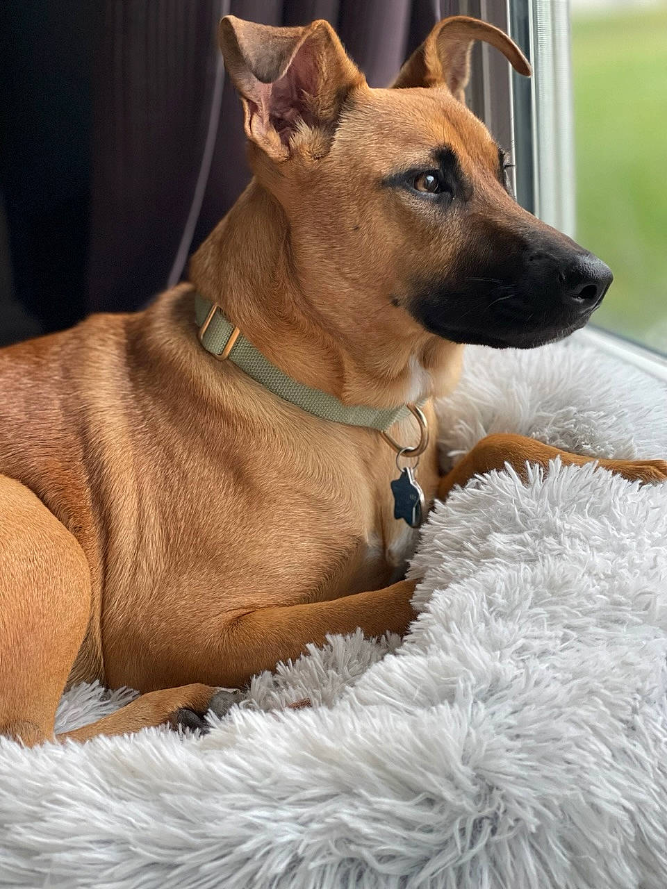 Willow Mae joined the competition — help win amazing prizes! ancient_dog_breeds, canidae, carnivore, collar, comfort, companion_dog, dog, dog_breed, dog_collar, dog_supply, ear, fawn, fur, natural_material, pet_supply, snout, sporting_group, whiskers, window, working_animal