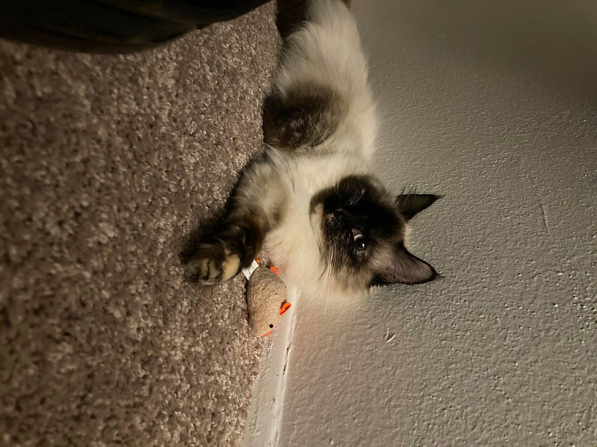 Olaf joined the competition — help win amazing prizes! asphalt, carnivore, cat, claw, dog_breed, domestic_short_haired_cat, felidae, foot, fur, paw, road_surface, sand, shadow, siamese, small_to_medium_sized_cats, snout, tail, terrestrial_animal, whiskers, wildlife