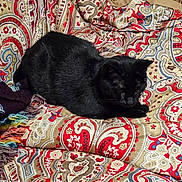 Mikey is registered to the contest to win money with this photo: black_cat, blanket, cat, close_up, colorful, cozy, cute, domestic, fabric, fur, home, indoor, paisley_pattern, patterned_bed, pet, resting, sleeping, sofa_or_bed, textile, whiskers