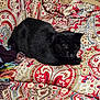 black_cat, blanket, cat, close_up, colorful, cozy, cute, domestic, fabric, fur, home, indoor, paisley_pattern, patterned_bed, pet, resting, sleeping, sofa_or_bed, textile, whiskers