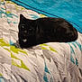bed, bedding, black_cat, blanket, cat, duvet, fur, green_eyes, home, indoor, loaf, pattern, pet, relaxing, resting, soft_texture, teal, turquoise, whiskers, wood_paneling