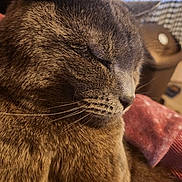 Jackson Gray joined the competition — help win amazing prizes! animal, blurred_background, brown_fur, cat, close_up, cozy, cute, domestic_animal, face, feline, fur, indoor, peaceful, pet, portrait, relaxed, resting, sleeping, whiskers, window_screen