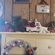 Jackson Gray is registered to the contest to win money with this photo: cat, christmas_decor, cozy, decorative, dresser, festive, framed_photo, gray_cat, holiday, indoor, mantel, ornaments, pet, portrait, rustic, shelf, sleepy, toy_truck, wooden_paneling, wreath