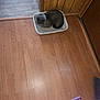 Jackson Gray is registered to the contest to win money with this photo: broom, cat, cat_loaf, coat, container, corner, doorway, floorboard, grey_cat, household_item, indoor, jacket, litter_box, mop, person_foot, pet, polka_dot, sock, wood_paneling, wooden_floor
