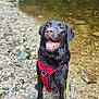 Taïgo participe au concours pour gagner de l'argent avec cette photo : dog, labrador, wet_dog, red_harness, riverbank, rocks, water, outdoor, pet, canine, happy, panting, brown_dog, nature, animal, sitting, leash, playful, summer, adventure