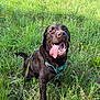 dog, labrador, chocolate_labrador, animal, pet, grass, meadow, outdoor, happy, tongue_out, smiling, canine, nature, wildflowers, greenery, sunlight, playing, leash, sitting, daytime