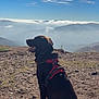 dog, animal, outdoor, mountain, hiking, sky, clouds, nature, scenery, landscape, rocky_ground, leash, harness, sunlight, canine, pet, sitting, adventure, serene, daytime