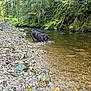 Taïgo participe au concours pour gagner de l'argent avec cette photo : dog, water, river, forest, trees, rocks, nature, outdoor, greenery, shallow_water, pet, canine, wilderness, leash, harness, playful, daylight, scenic, wildlife, environment