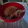 cat, orange_cat, tabby, pet, sleeping, red_basin, container, bed, white_bed_sheet, indoor, resting, curled_up, feline, animal, cozy, relaxed, household, domestic, fur, cute
