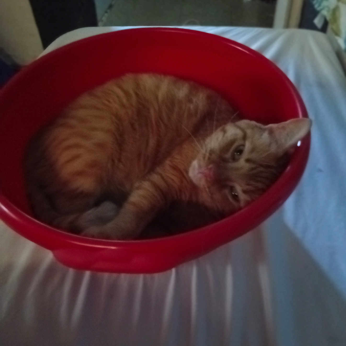 Tigrous participe au concours pour gagner de l'argent avec cette photo : cat, orange_cat, tabby, pet, sleeping, red_basin, container, bed, white_bed_sheet, indoor, resting, curled_up, feline, animal, cozy, relaxed, household, domestic, fur, cute