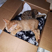 Junior Garfiel participe au concours pour gagner de l'argent avec cette photo : abyssinian, animal, box, cardboard, carton, cat, couch, crate, furniture, hardwood, indoors, kitten, manx, package, packagedelivery, person, pet, plywood, sleeping, wood