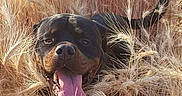 Narco participe au concours pour gagner de l'argent avec cette photo : dog, rottweiler, pet, animal, portrait, outdoor, grass, tall_grass, field, golden_hour, sunlight, black_and_brown, tongue_out, panting, happy, close_up, nature, fur, collar, tail
