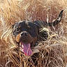 dog, rottweiler, pet, animal, portrait, outdoor, grass, tall_grass, field, golden_hour, sunlight, black_and_brown, tongue_out, panting, happy, close_up, nature, fur, collar, tail