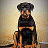 Narco a rejoint le concours — aidez-le/la à gagner de superbes lots ! dog, puppy, rottweiler, black_and_tan, sitting, portrait, animal, pet, canine, floppy_ears, tongue, brown_eyes, short_fur, wood_shavings, indoor, wall, food_bowl, centered, front_facing, cute