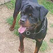 Narco participe au concours pour gagner de l'argent avec cette photo : dog, rottweiler, black_and_tan, pet, animal, outdoor, yard, grass, dirt, standing, portrait, close_up, tongue_out, panting, collar, leash, short_hair, large_breed, alert, happy