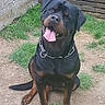 Narco a rejoint le concours — aidez-le/la à gagner de superbes lots ! rottweiler, dog, pet, animal, sitting, tongue_out, black_and_brown, collar, chain_collar, outdoor, backyard, grass, dirt, fence, wooden_fence, concrete_wall, yellow_bucket, portrait, happy, alert